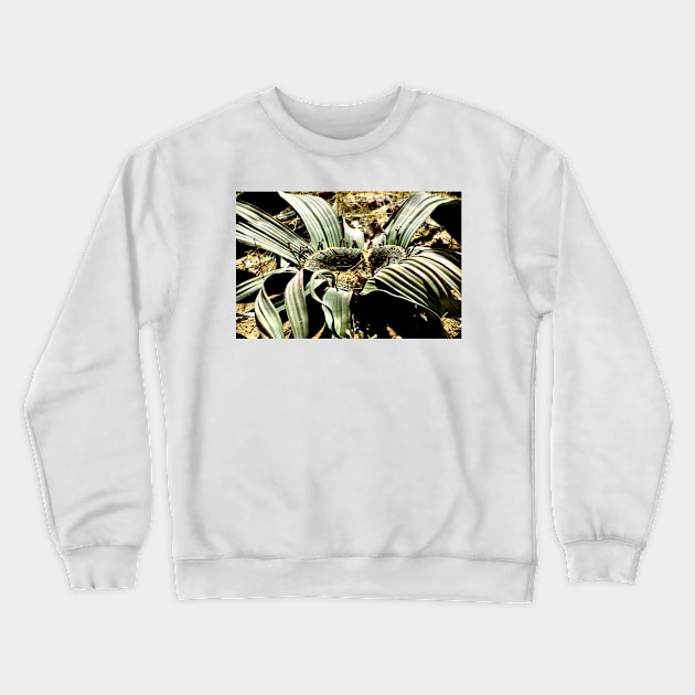 Welwitschia Plant Crewneck Sweatshirt by Carole-Anne